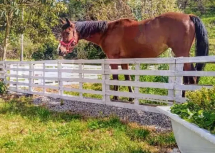 Romy House Frühstückspension